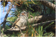 Hypsipetes amaurotis