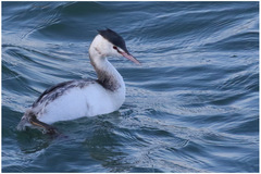 Podiceps cristatus