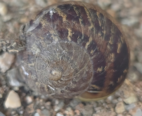 Cornu aspersum