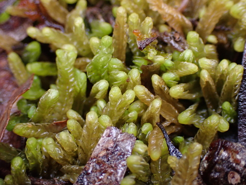 Heteroscyphus conjugatus