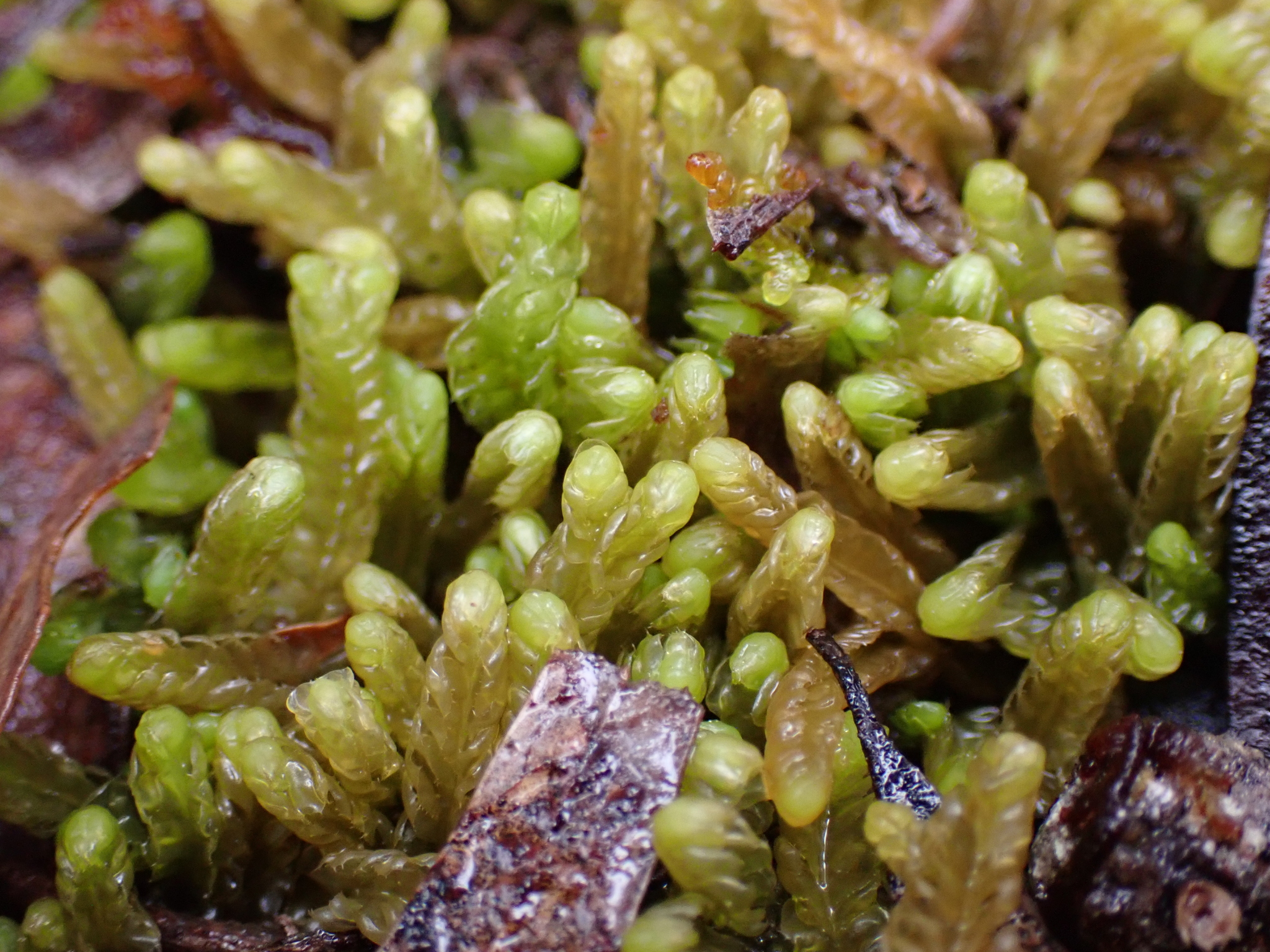 Heteroscyphus conjugatus
