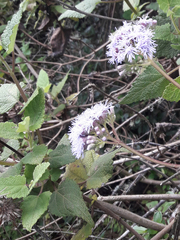 Aristeguietia lamiifolia