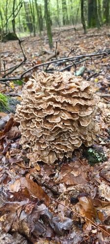 Giant Polypore