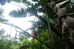 Heliconia pogonantha