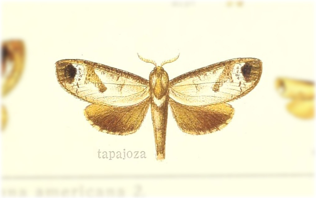 Cossula tapajoza