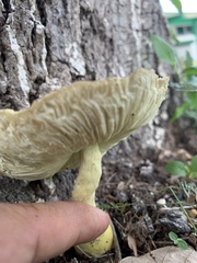 Fungi
