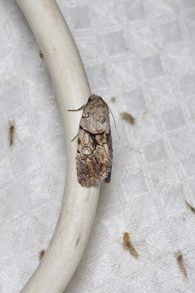 Sympistis apis
