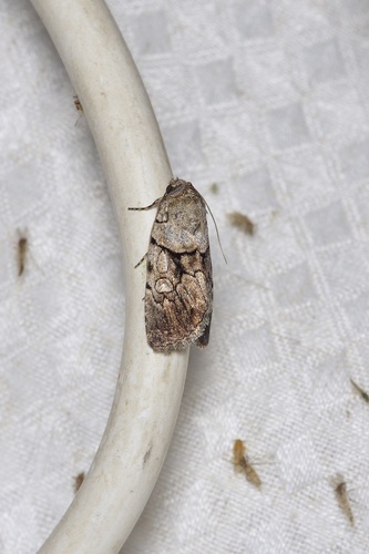 Sympistis apis