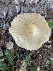 Fungi