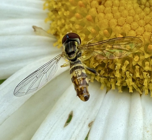 Unknown species found near Massachusetts, US