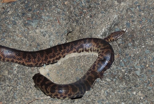 Spotted Python sighting