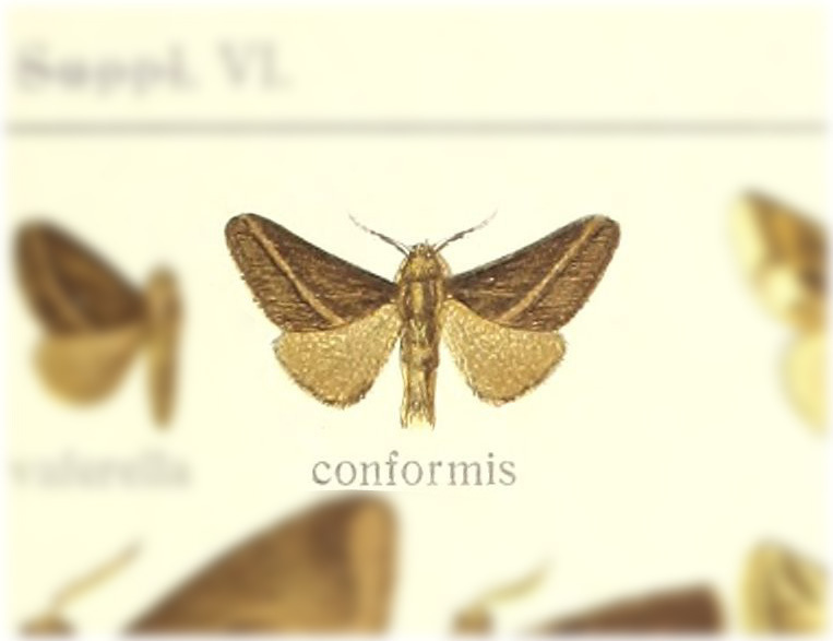 Epiperola conformis