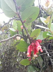 Macleania cordifolia