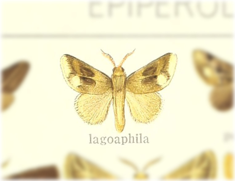 Epiperola lagoaphila