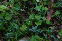 Hydrocotyle leucocephala image