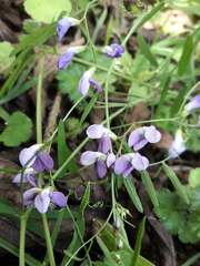 Vicia andicola
