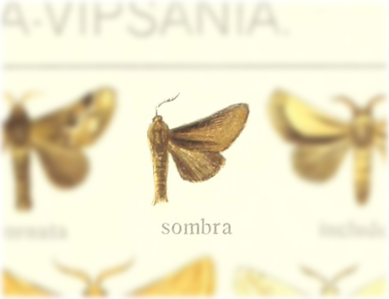 Epiperola sombra