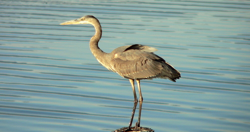 iNaturalist observation photo of Great Blue Heron