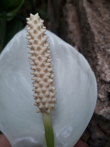 Spathiphyllum wallisii