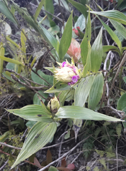 Elleanthus capitatus