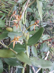 Epidendrum geminiochraceum