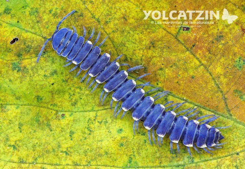 Rhachodesmidae