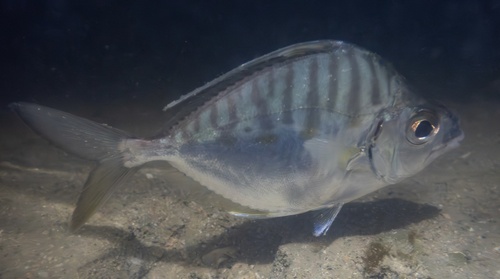 Banded ponyfish (Aurigequula fasciata) — Leiognathidae — 4