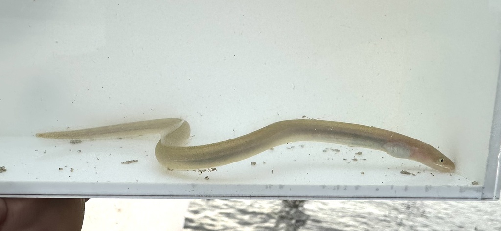Narrow Worm Eel