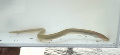 Narrow Worm Eel photo 1