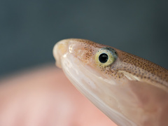 Narrow Worm Eel photo 2