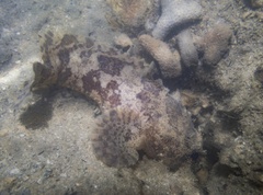 Singapore Toadfish photo 2