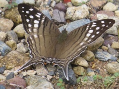 Marpesia merops