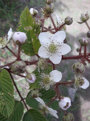 Rubus adenotrichos