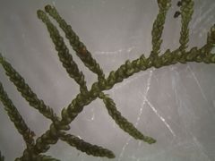 Lembophyllum divulsum