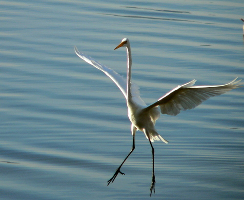 iNaturalist observation photo of Great Egret