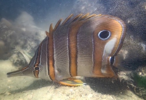 Angelfish (Chelmon rostratus) — Chaetodontidae