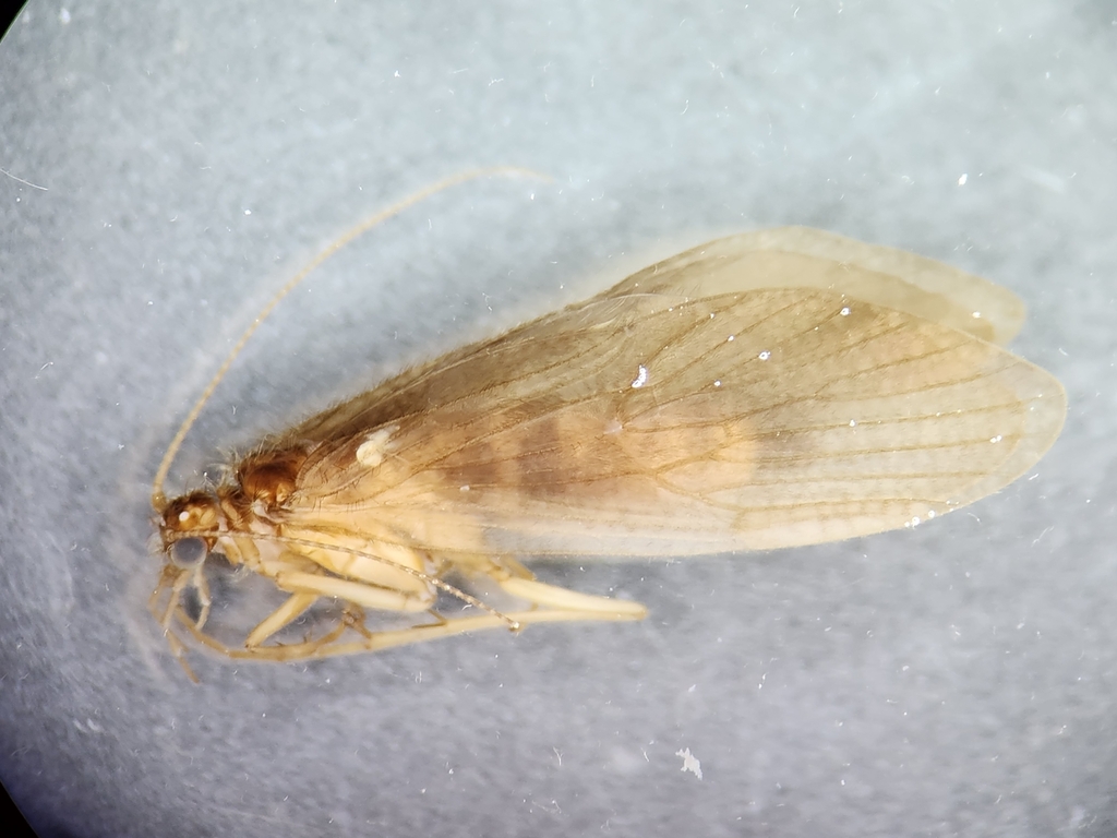 Rhyacophila simulatrix