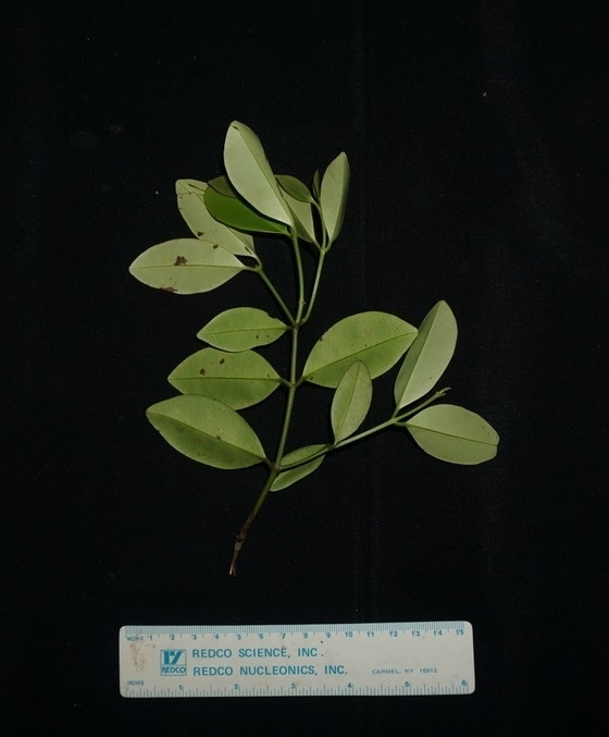 Dactylocladus stenostachys (Dactylocladus stenostachys)