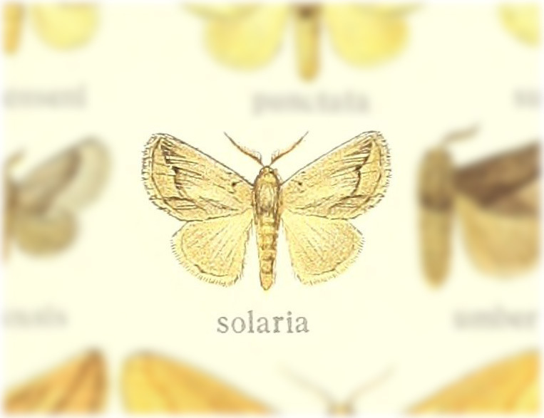 Perola solaria
