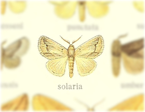 Perola solaria