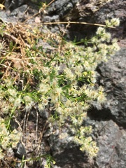 Galium eriocarpum