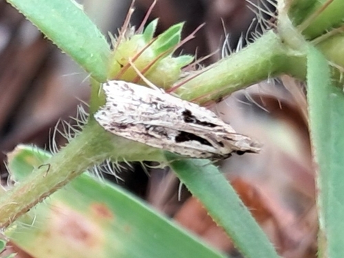 Dichomeris aglaia photo 3