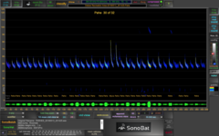 Parastrellus hesperus