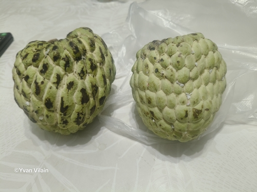 Atemoya (Annona atemoya)
