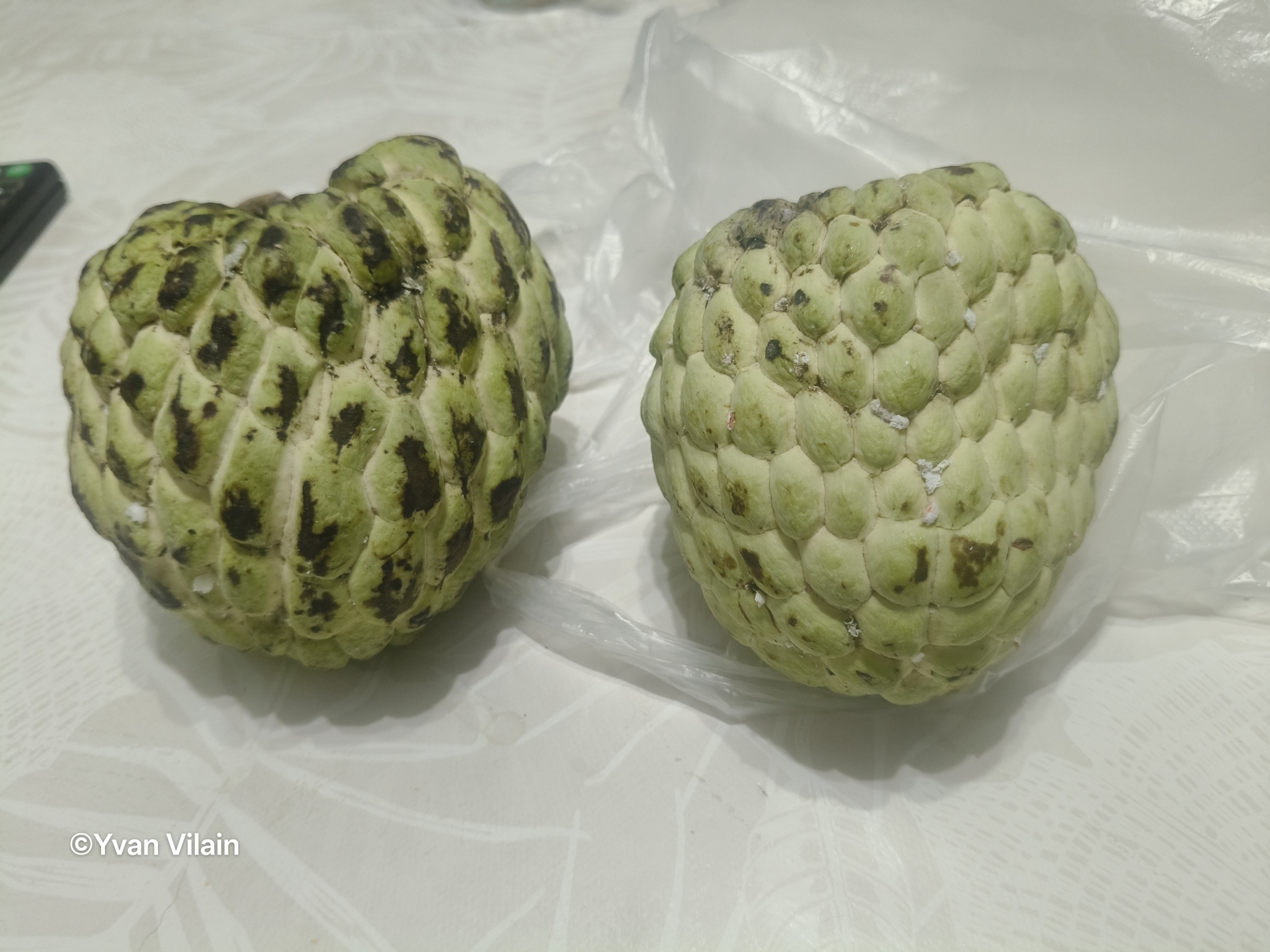 Atemoya