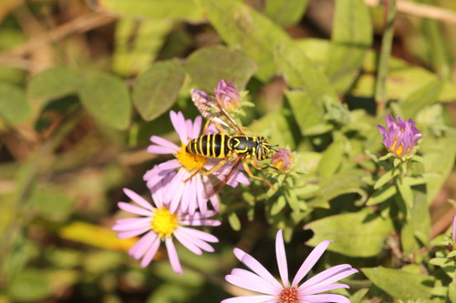 Unknown species found near 1 Bethel Valley Rd #5200, Oak Ridge, TN 37830, USA