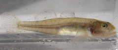 Eucyclogobius newberryi