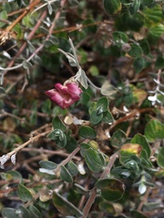 Viviania marifolia