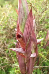 Bilamellaria