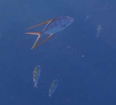 Trachinotus rhodopus